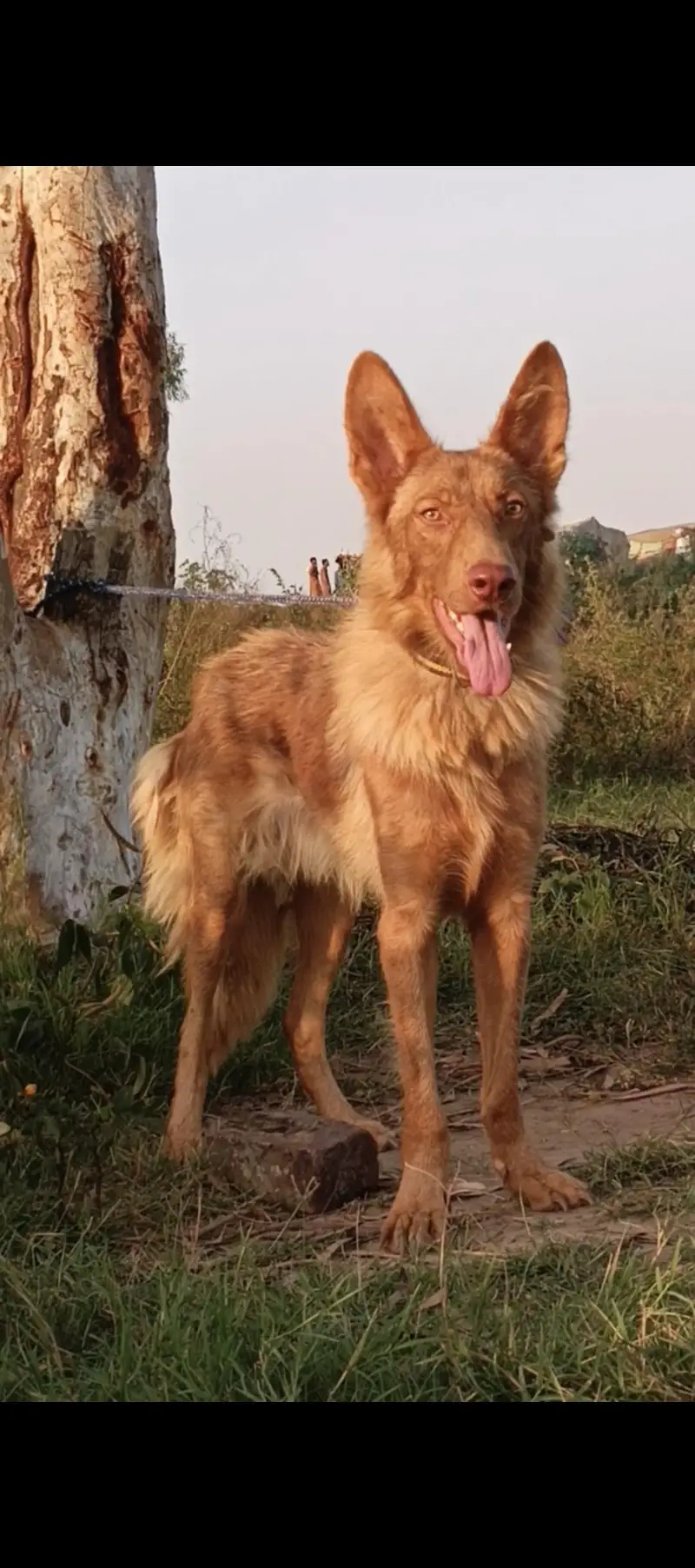 Golden Shepherd male 7 months for sale — photo 2
