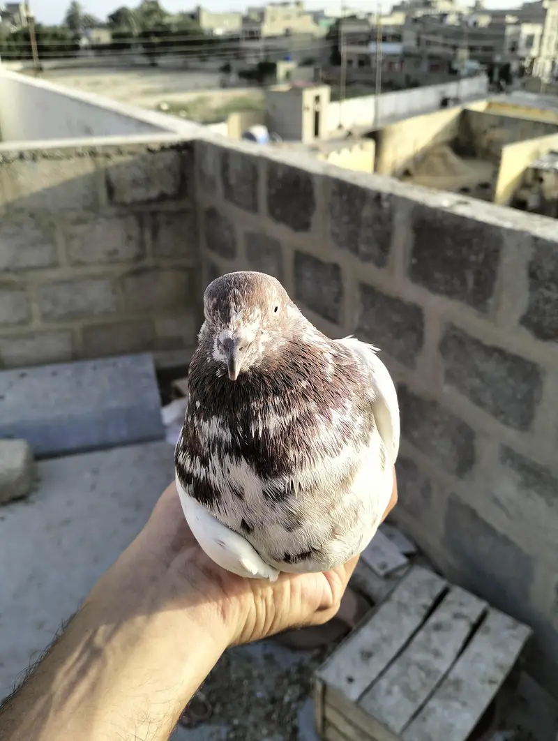 Pehchan Darkar hai , nasal ka Naam batayein — photo 2