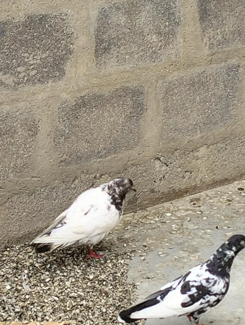 Pehchan Darkar hai , nasal ka Naam batayein — photo 3