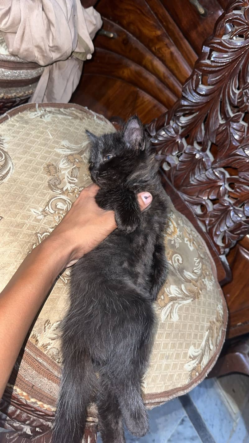 Persian cat 1