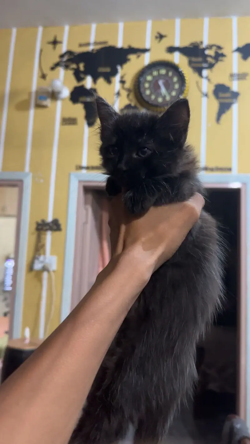 Persian cat — photo 3