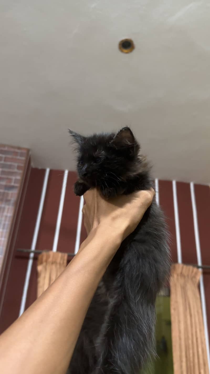 Persian cat 3