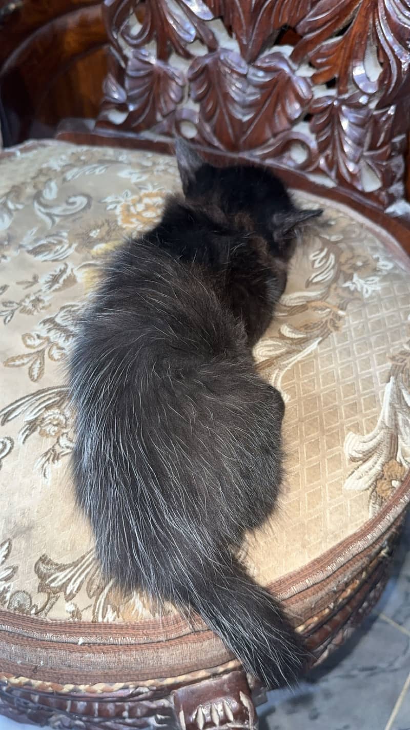 Persian cat 4