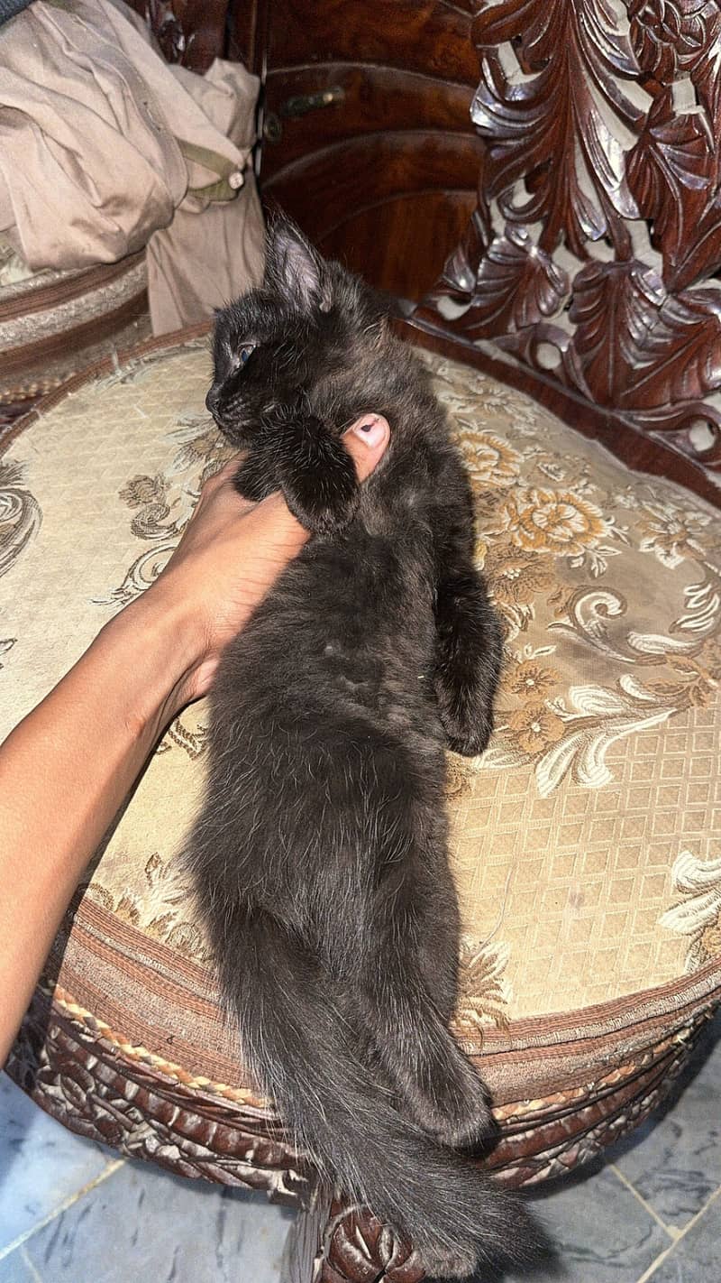 Persian cat 5