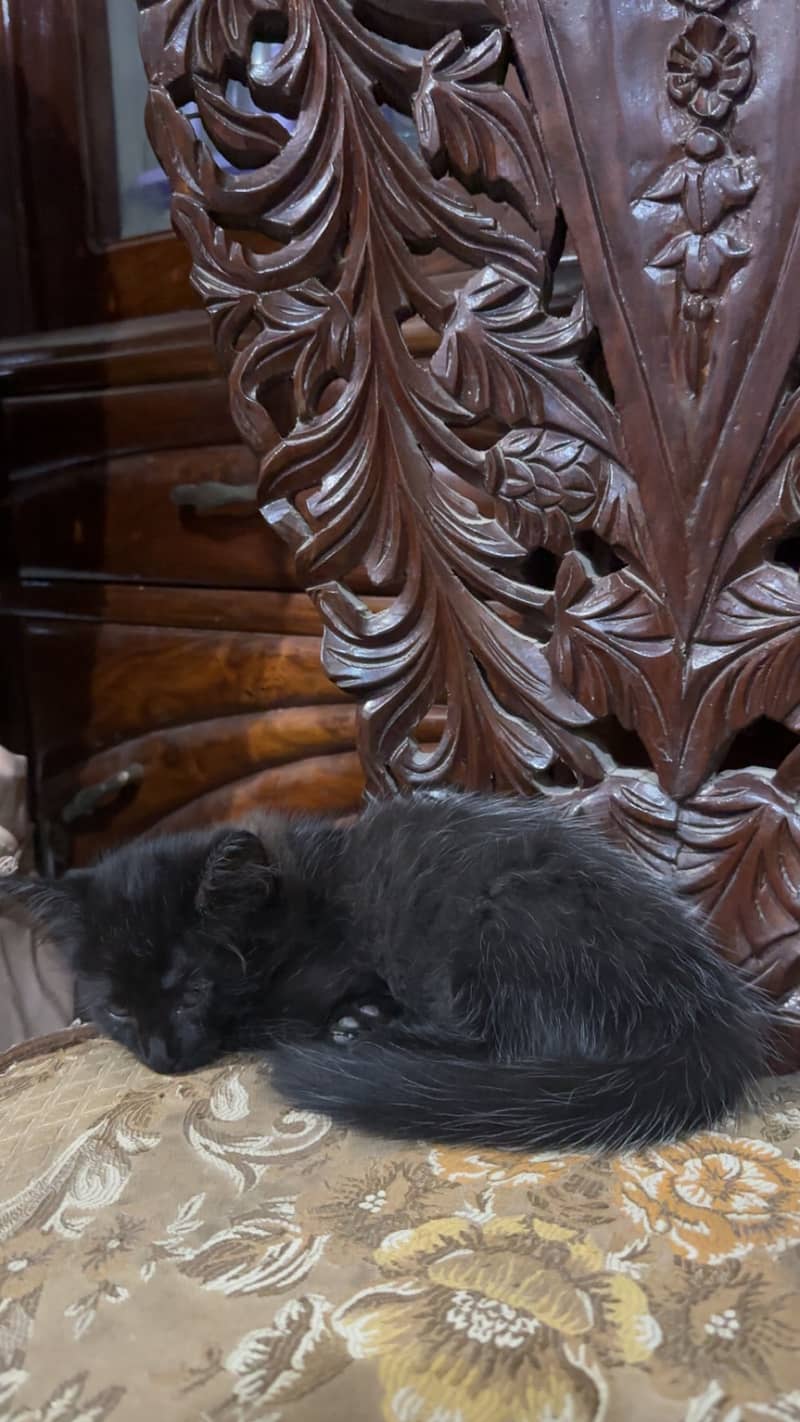 Persian cat 6