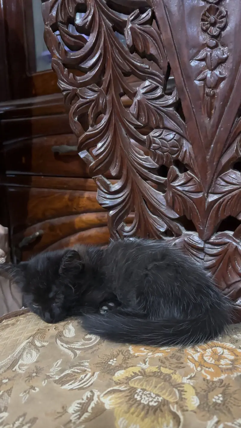 Persian cat — photo 7