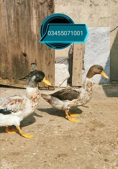 Duck pair and Pure Mianwali aseel hens