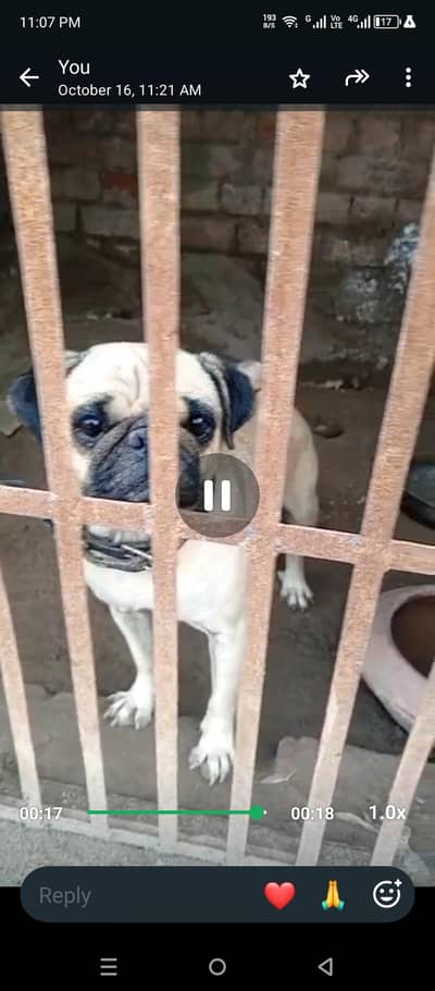 pug breeder female