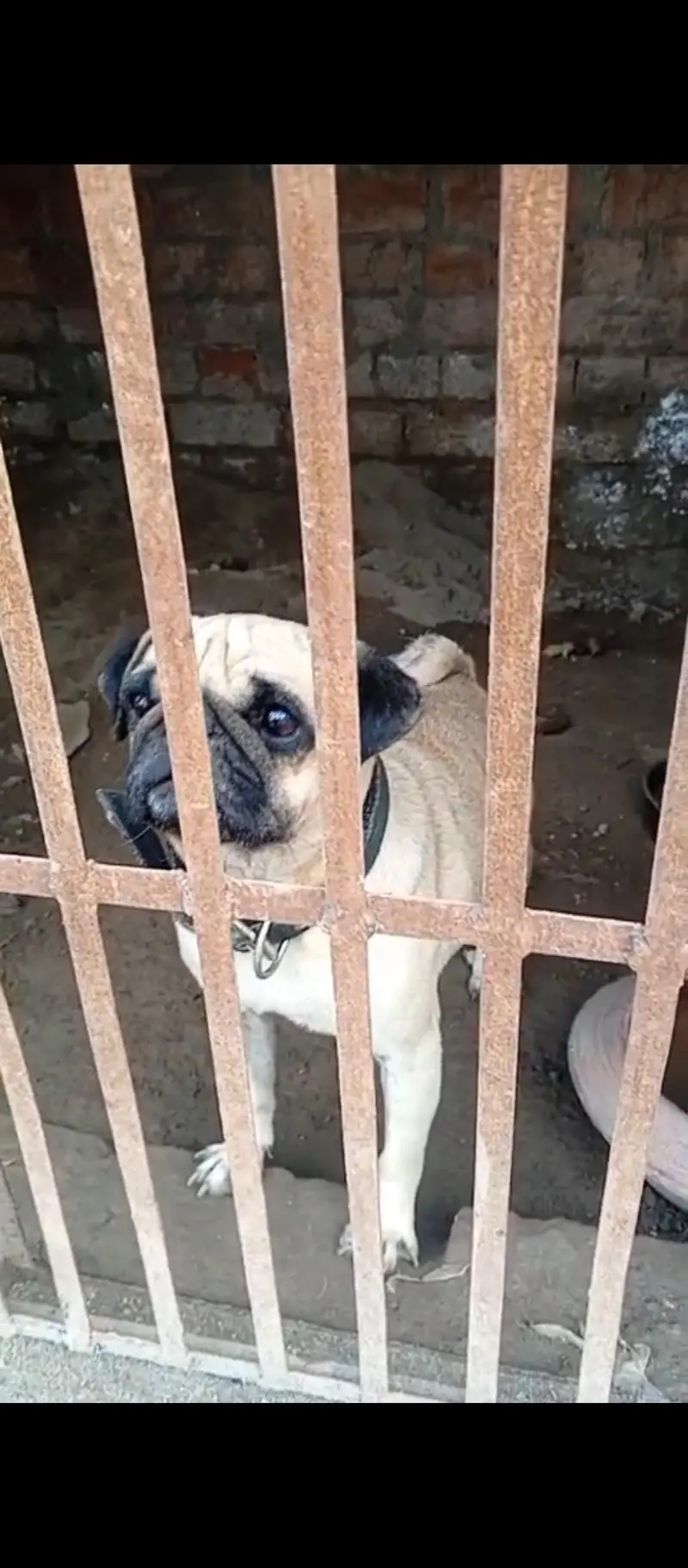 pug breeder female — photo 2