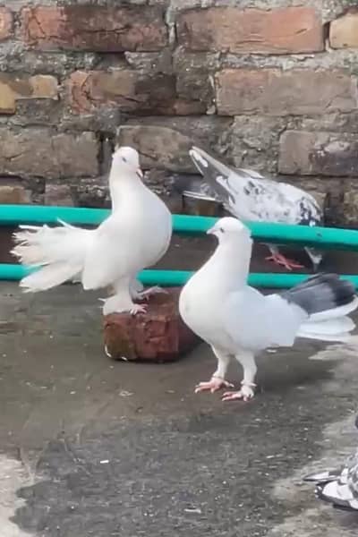 English Fantail Pigeons For Sale