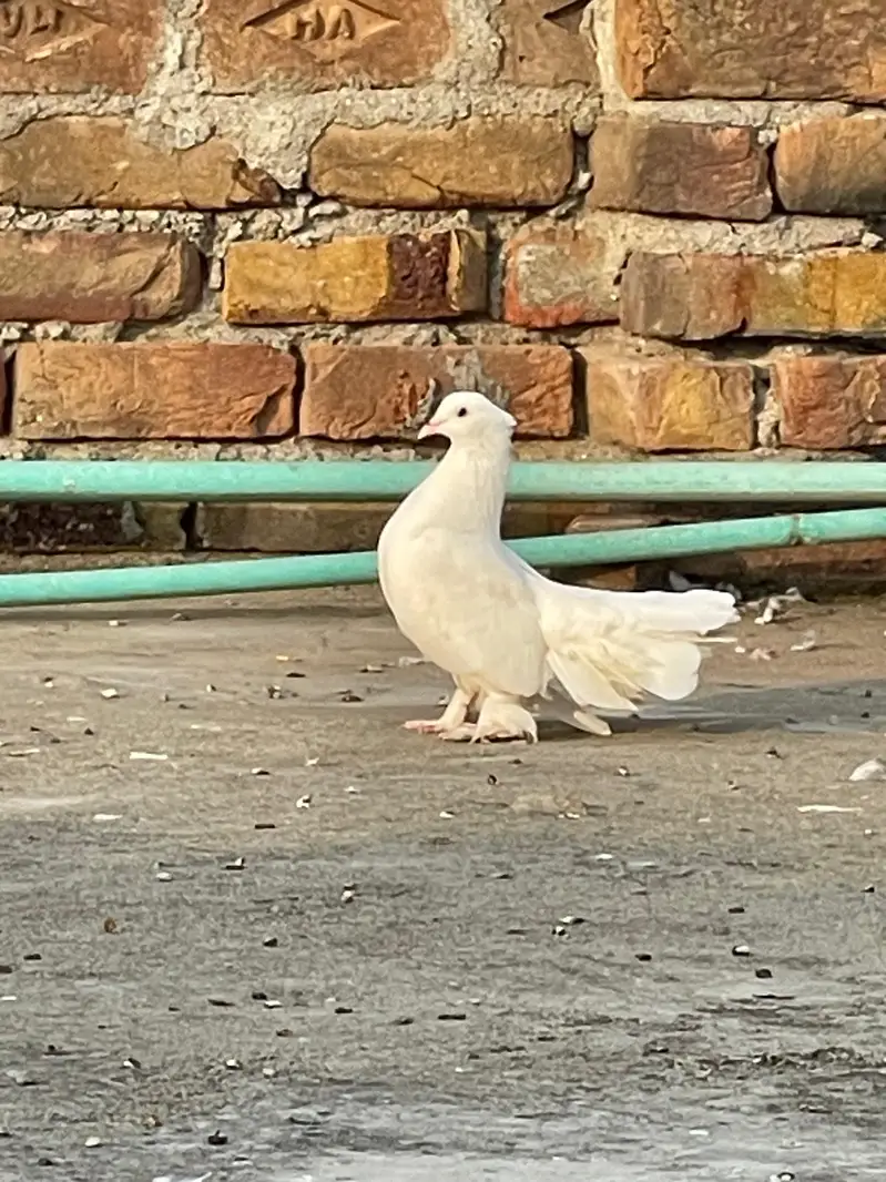 English Fantail Pigeons For Sale — photo 2