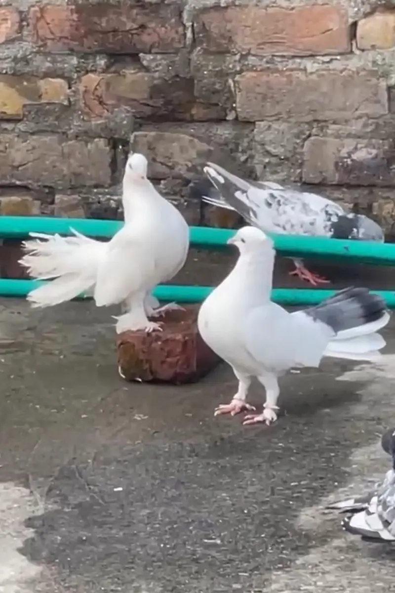 English Fantail Pigeons For Sale — photo 3