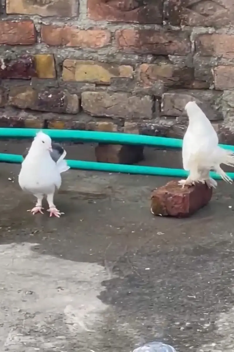 English Fantail Pigeons For Sale — photo 4
