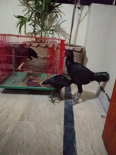 aseel murgha for sale