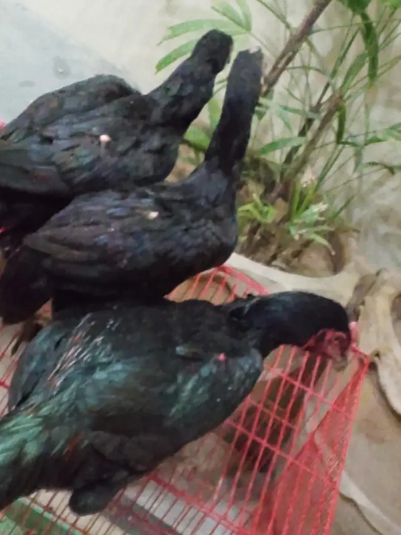 aseel murgha for sale — photo 2