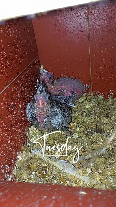 Cream coacktaisl red eye for hand tame purpse lutino pair