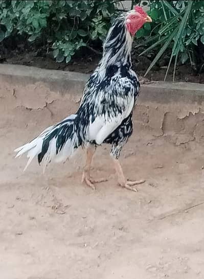 cheena patha mazboot gnd jor khari takhti