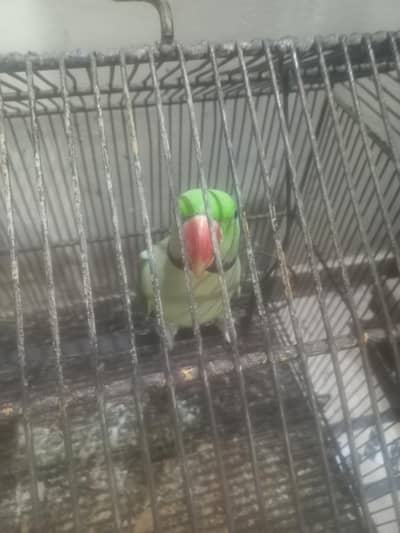 2 no male hay