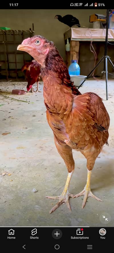Urgent for sale