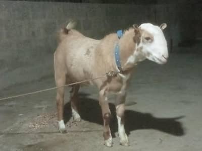 Teddy bredder Tapre for sale 2 male 1 female age 12 months
