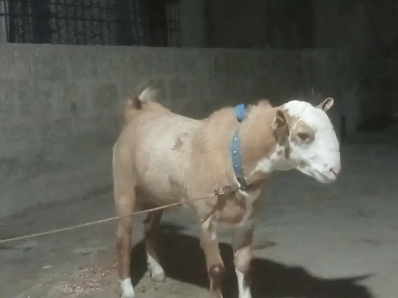 Teddy bredder Tapre for sale 2 male 1 female age 12 months — photo 2