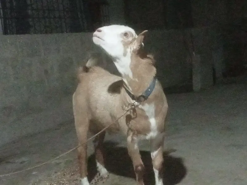 Teddy bredder Tapre for sale 2 male 1 female age 12 months — photo 3