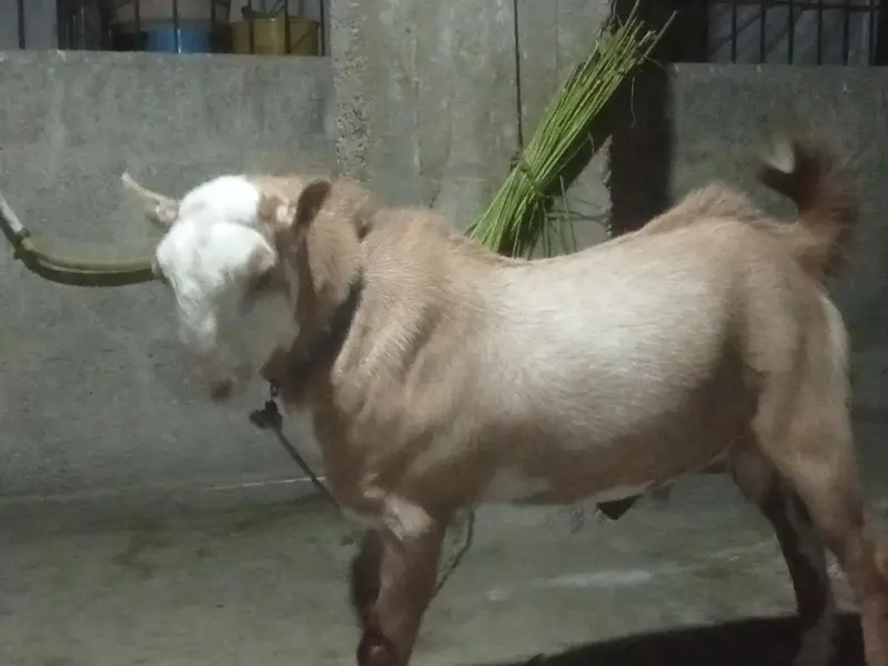 Teddy bredder Tapre for sale 2 male 1 female age 12 months — photo 4