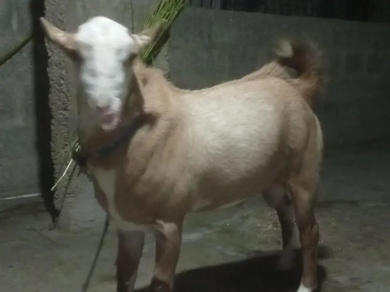 Teddy bredder Tapre for sale 2 male 1 female age 12 months — photo 5
