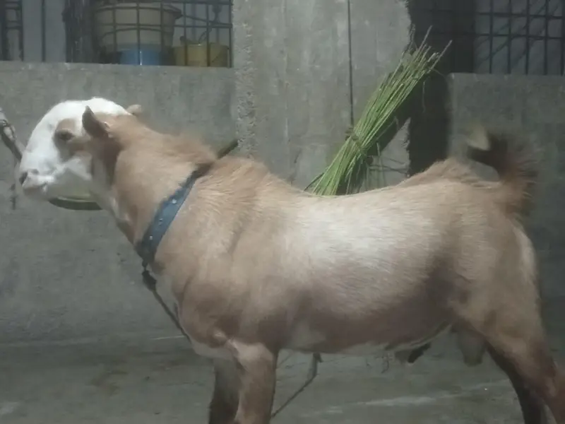 Teddy bredder Tapre for sale 2 male 1 female age 12 months — photo 6