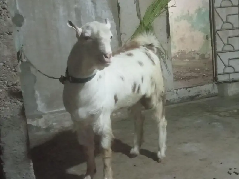 Teddy bredder Tapre for sale 2 male 1 female age 12 months — photo 8