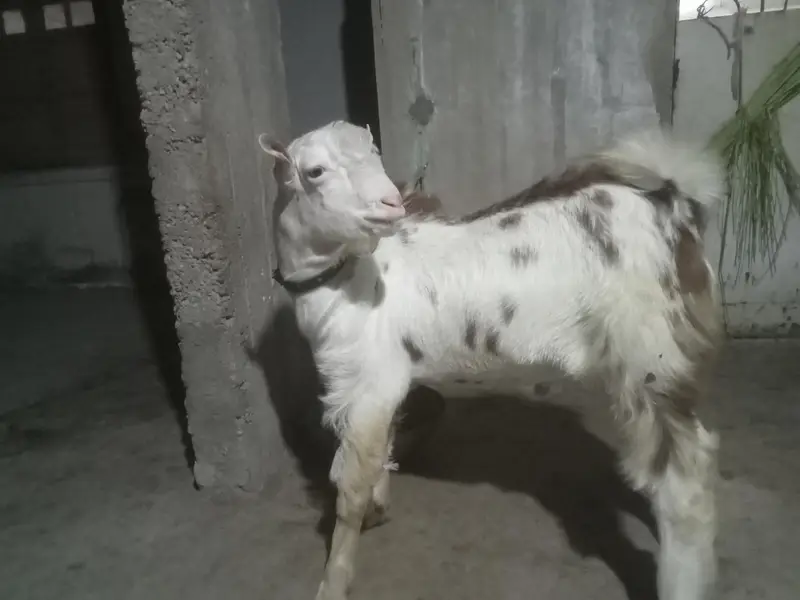 Teddy bredder Tapre for sale 2 male 1 female age 12 months — photo 10