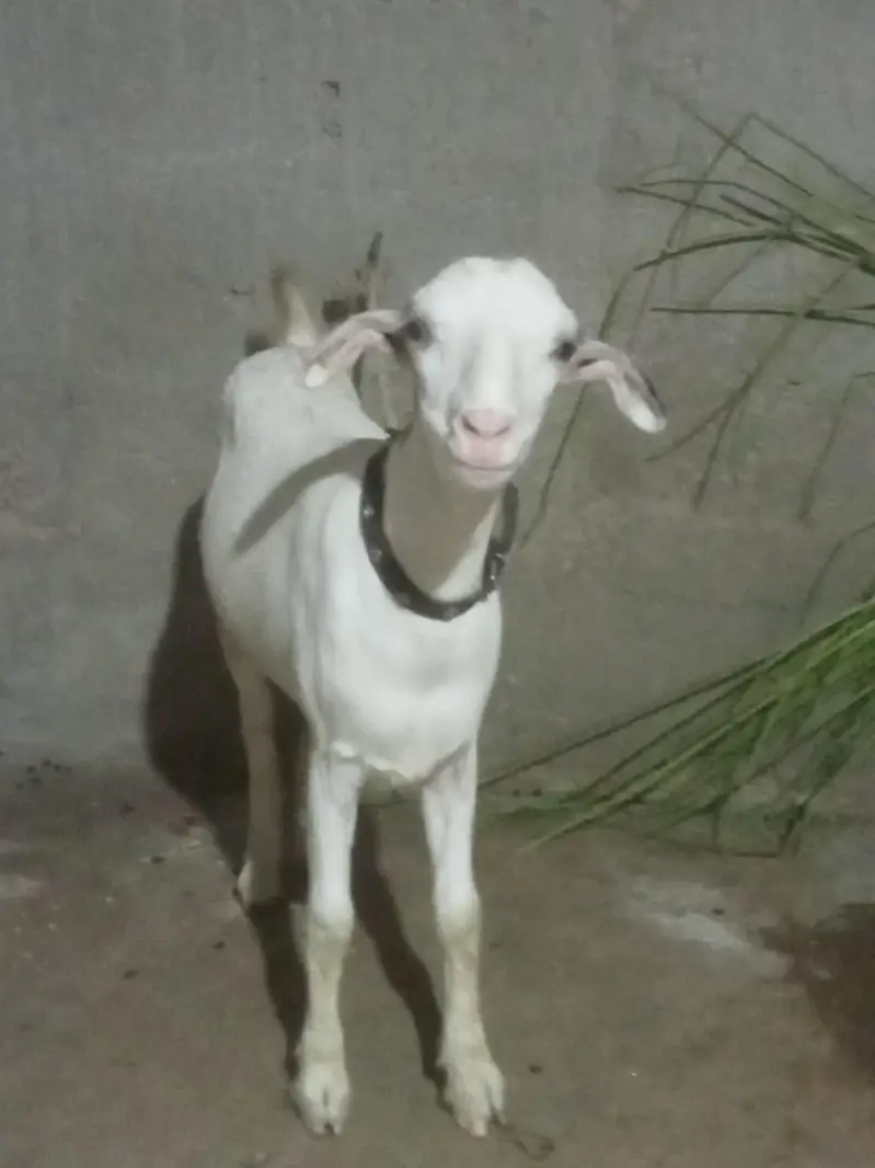 Teddy bredder Tapre for sale 2 male 1 female age 12 months — photo 11