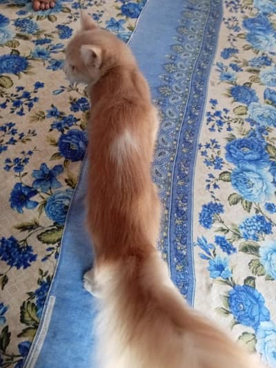Friendly Cat urgent sale