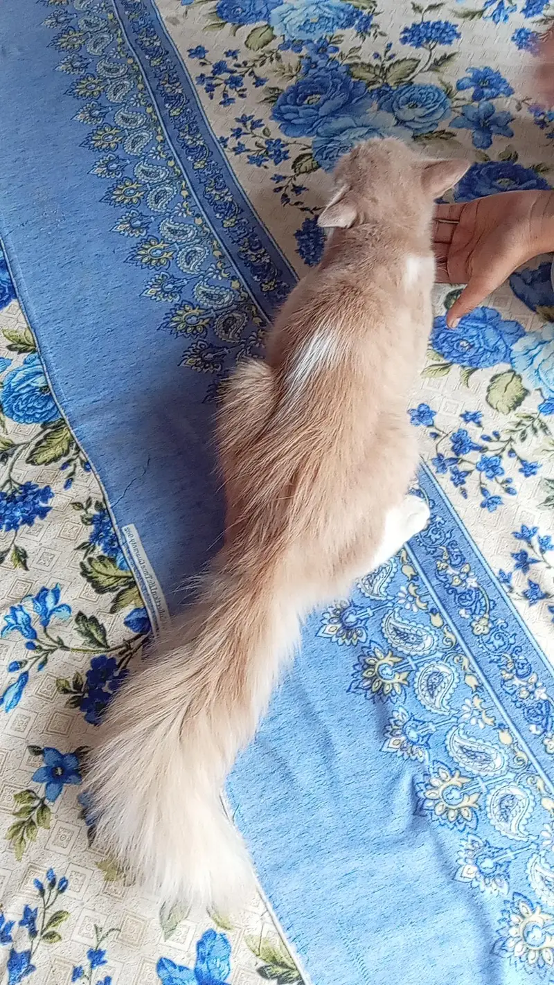 Friendly Cat urgent sale — photo 2