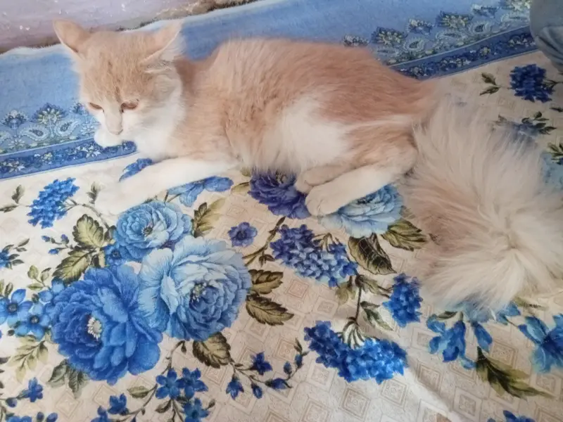 Friendly Cat urgent sale — photo 3