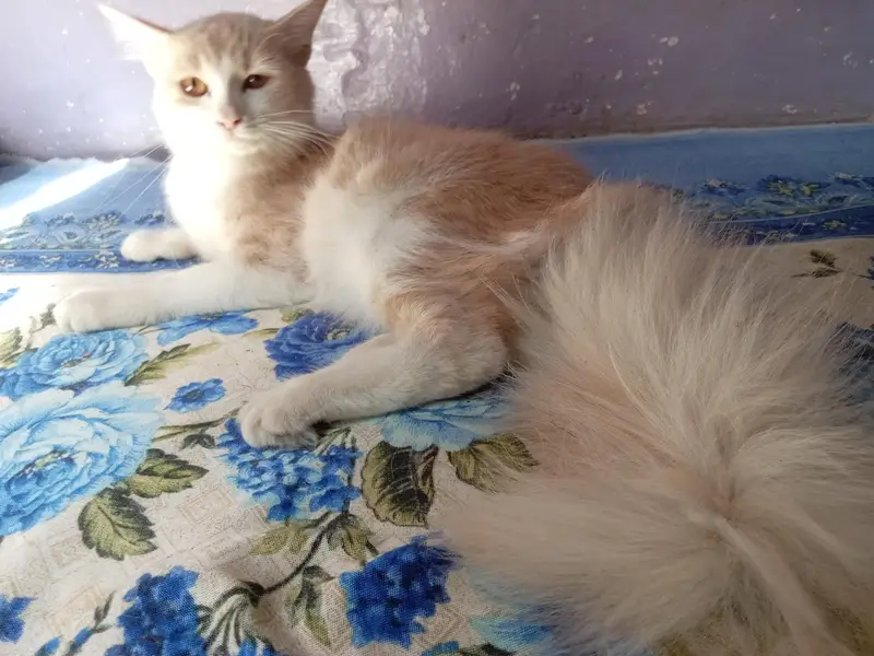 Friendly Cat urgent sale — photo 4