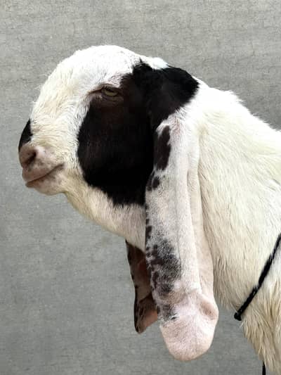 Top Quality Khassi Bakra for 2027 Qurbani