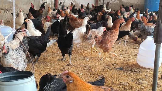 Golden Misri Murgi Available - Syed Farm Karachi*