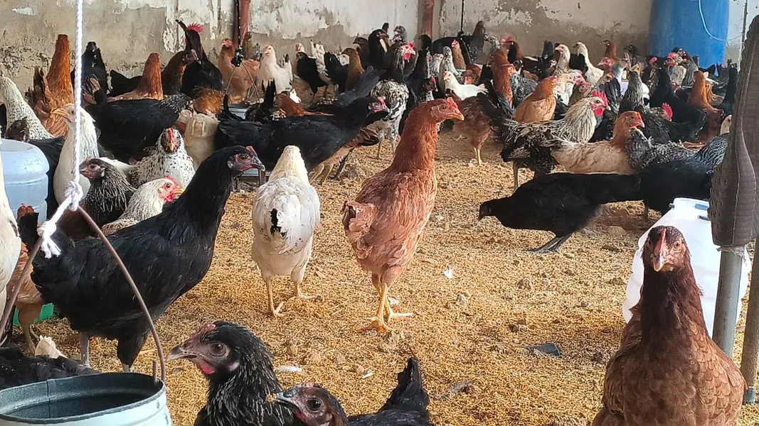 Golden Misri Murgi Available - Syed Farm Karachi* — photo 2