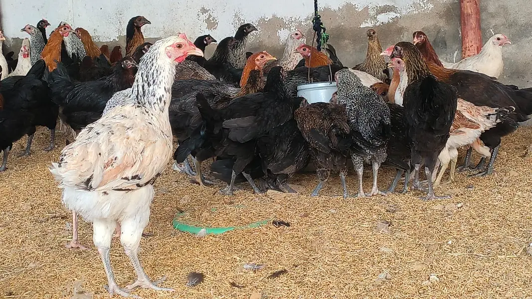Golden Misri Murgi Available - Syed Farm Karachi* — photo 3