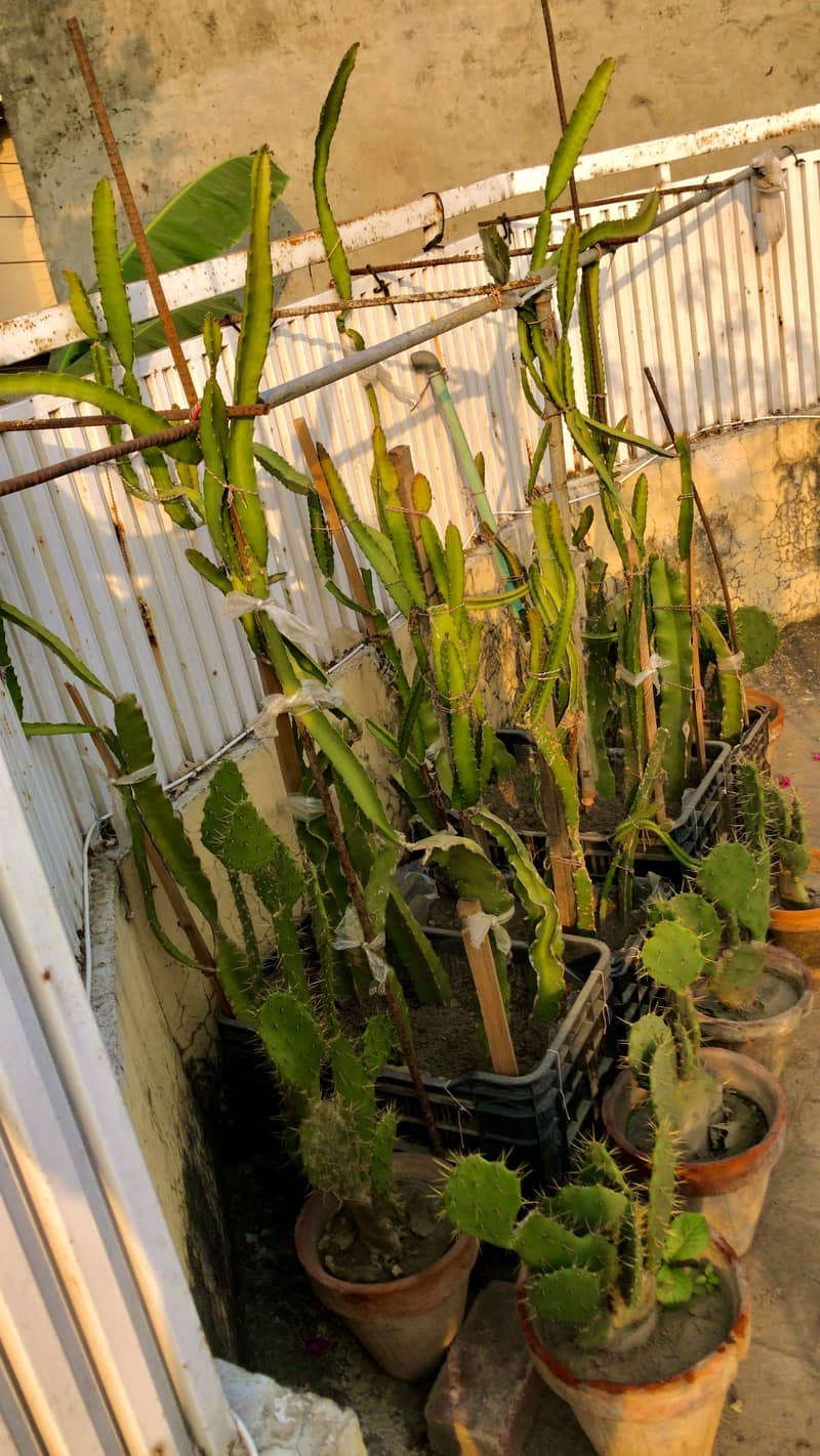 dragon fruit plants 0