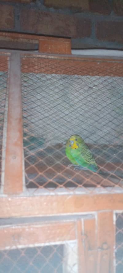 I'm selling budgie parrot,lovebirds chicks andhen cage