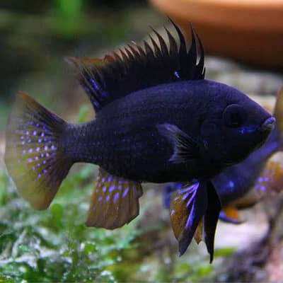 Black rams fishes Whatsapp 0303-7022290