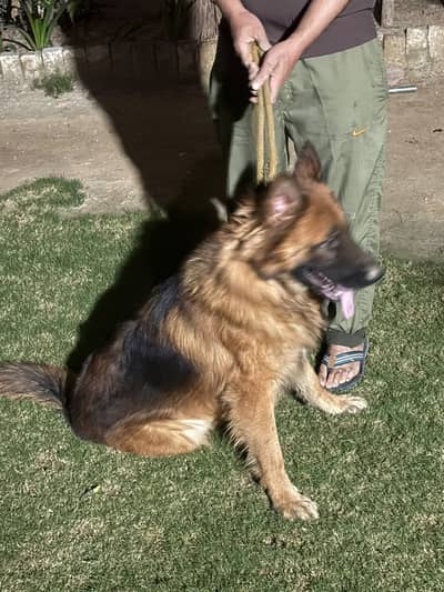 LONG COAT GERMAN SHEPHERD FOR SALE
