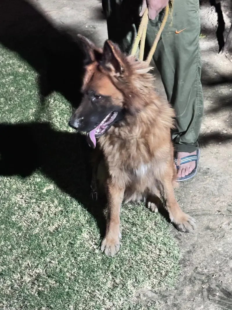 LONG COAT GERMAN SHEPHERD FOR SALE — photo 2