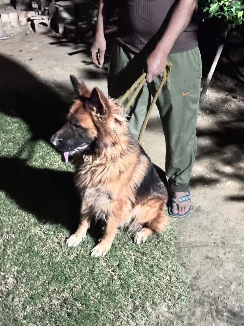 LONG COAT GERMAN SHEPHERD FOR SALE — photo 3
