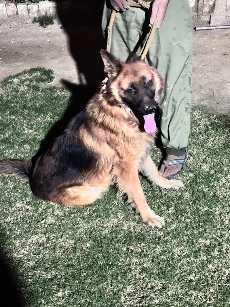 LONG COAT GERMAN SHEPHERD FOR SALE — photo 4