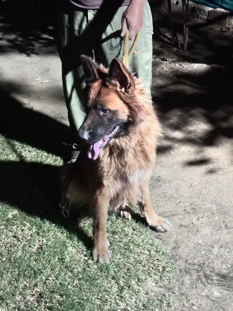 LONG COAT GERMAN SHEPHERD FOR SALE — photo 5