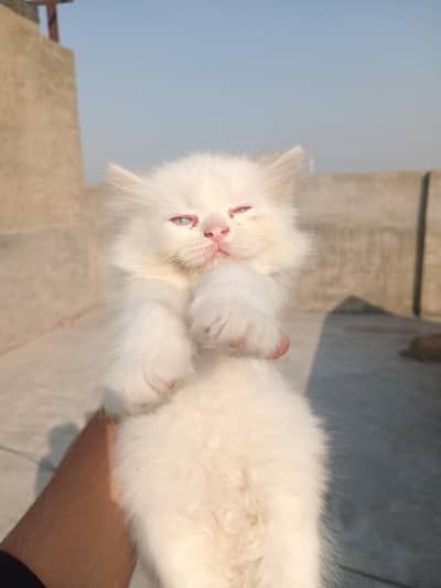 cute home breed kittens available