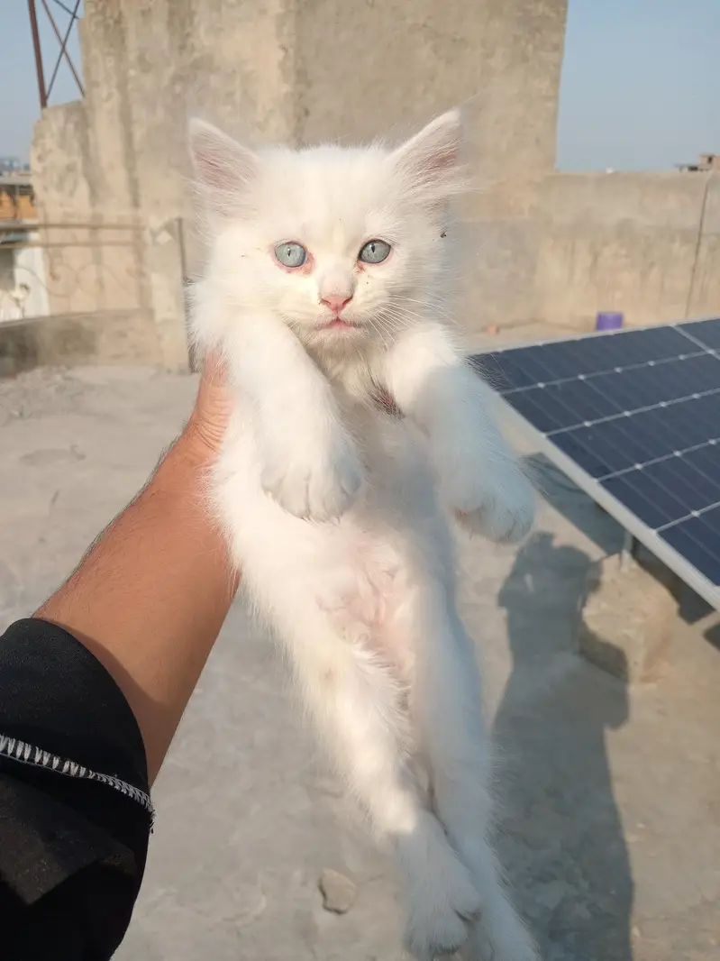 cute home breed kittens available — photo 4
